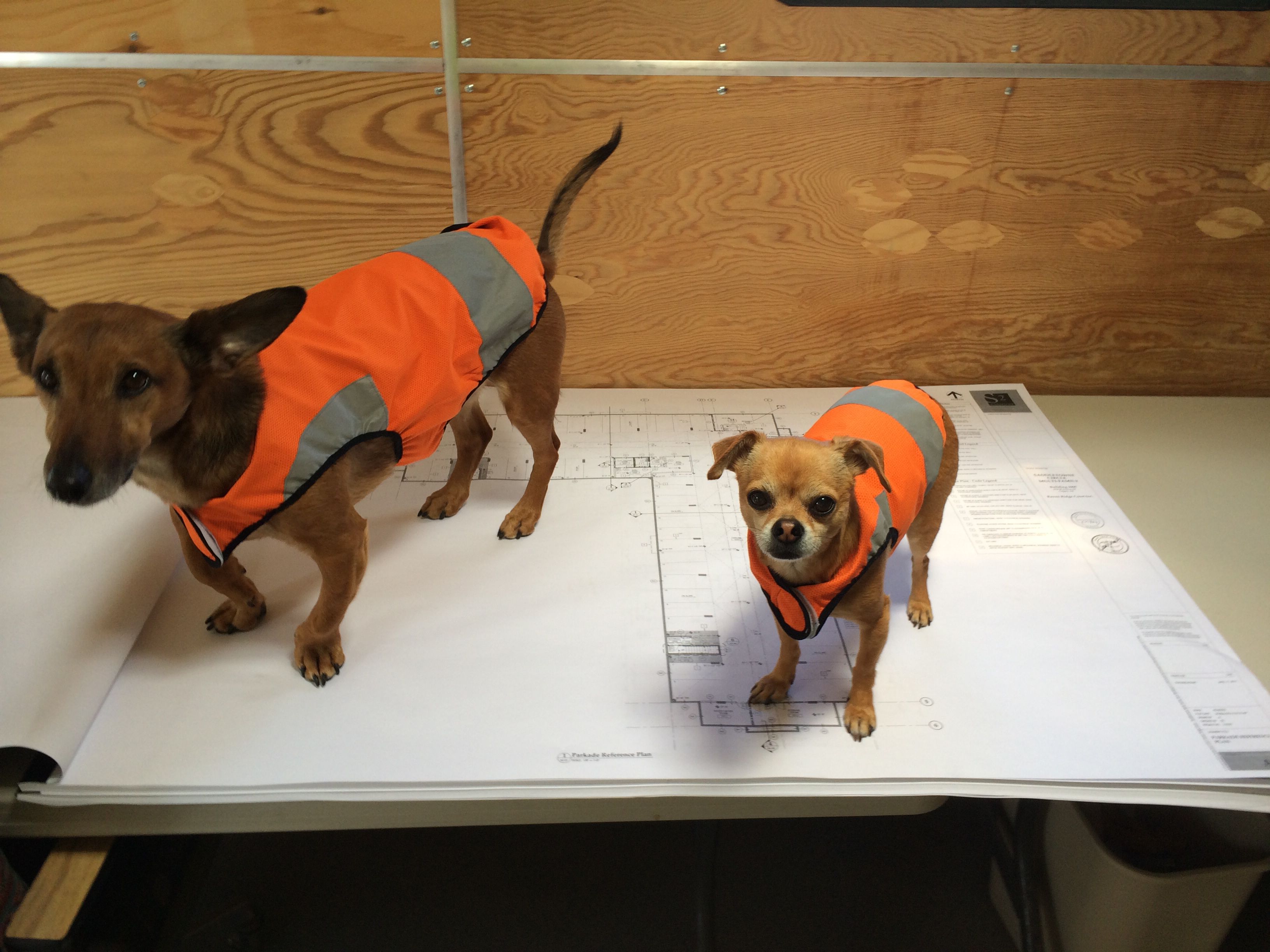 puppies wearing orange vests reading a blueprint